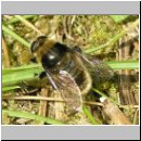 Merodon equestris - Narzissenschwebfliege 03.jpg